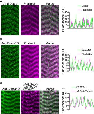 Dstac Regulates Excitation-Contraction Coupling in Drosophila Body Wall Muscles
